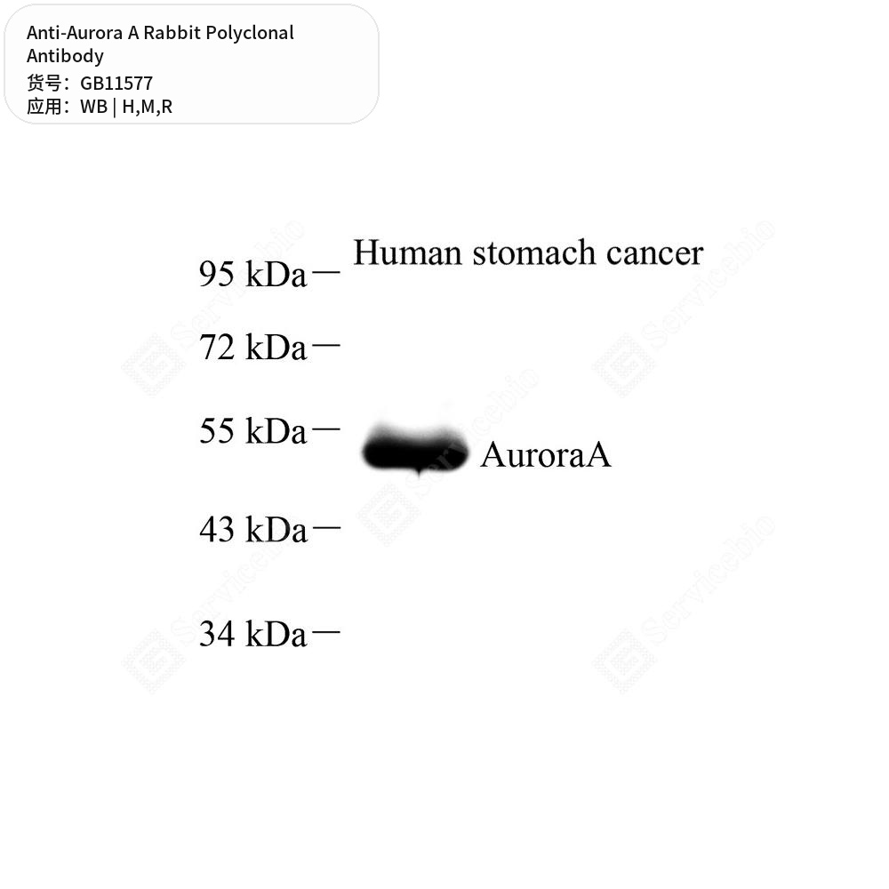 Антитела первичные, поликлональные кролика к Aurora A крысы, мыши, человека, 50 мкл