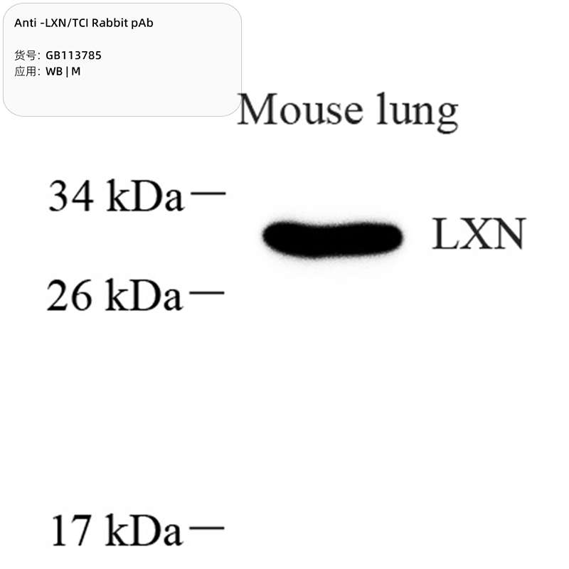 Антитела первичные, поликлональные, LXN/TCI, 100 мкл