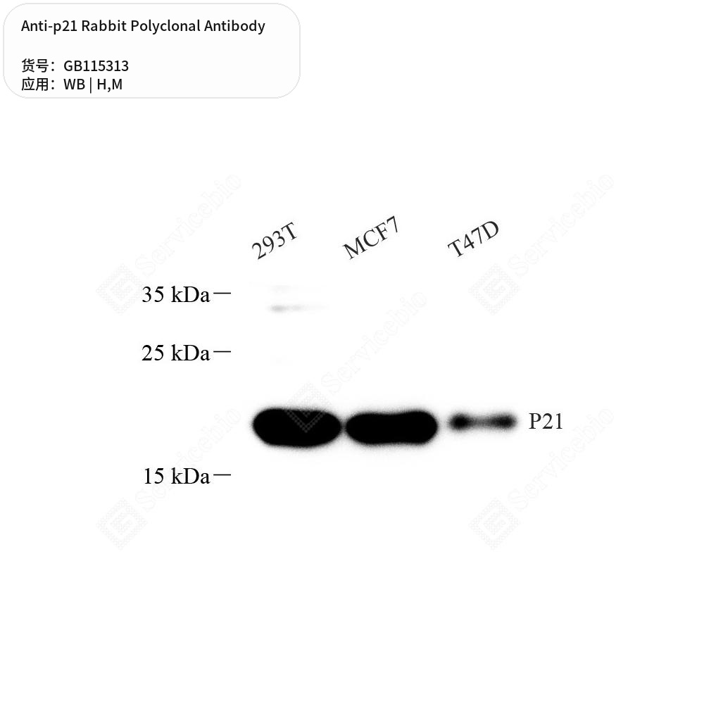 Антитела первичные, поликлональные кролика к p21 мыши, человека, 50 мкл