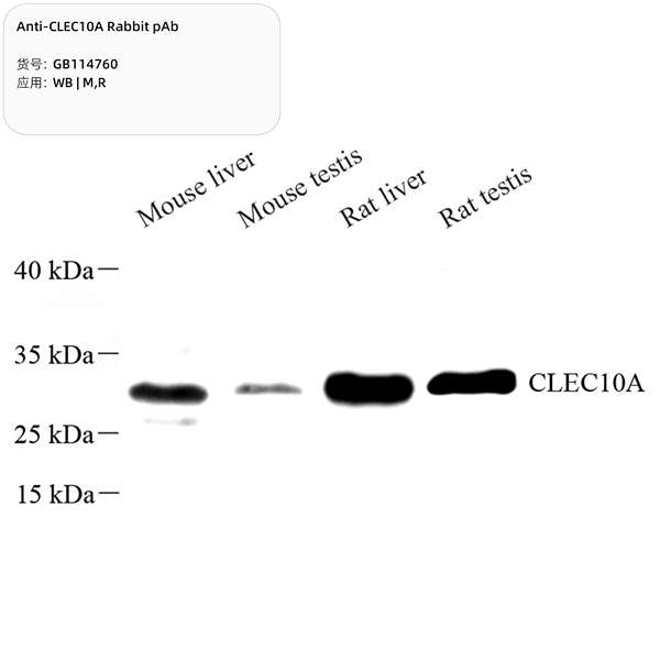 Антитела первичные, поликлональные, CLEC10A, 100 мкл