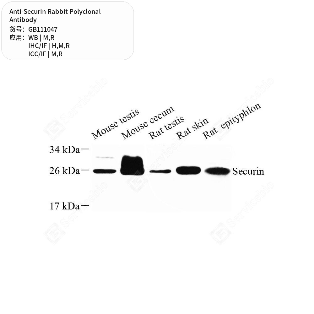Антитела первичные, поликлональные кролика к Securin крысы, мыши, человека, 100 мкл