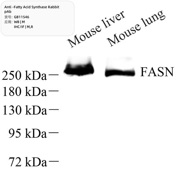 Антитела первичные, поликлональные, Fatty Acid Synthase, 100 мкл