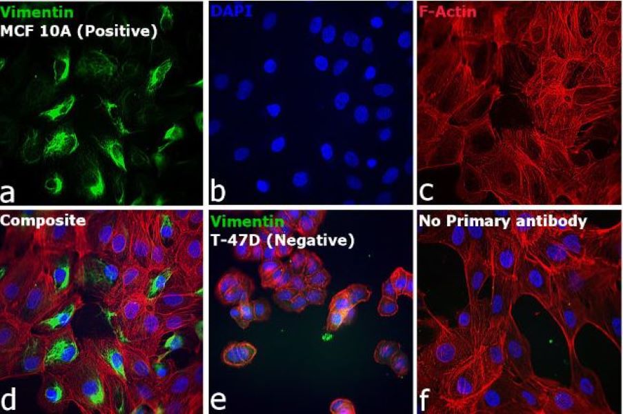 Антитела вторичные, поликлональные IgG (H+L), конъюгированные FITC, 2 мл