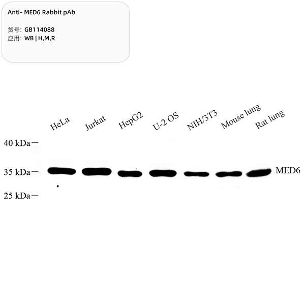 Антитела первичные, поликлональные, MED6, 100 мкл