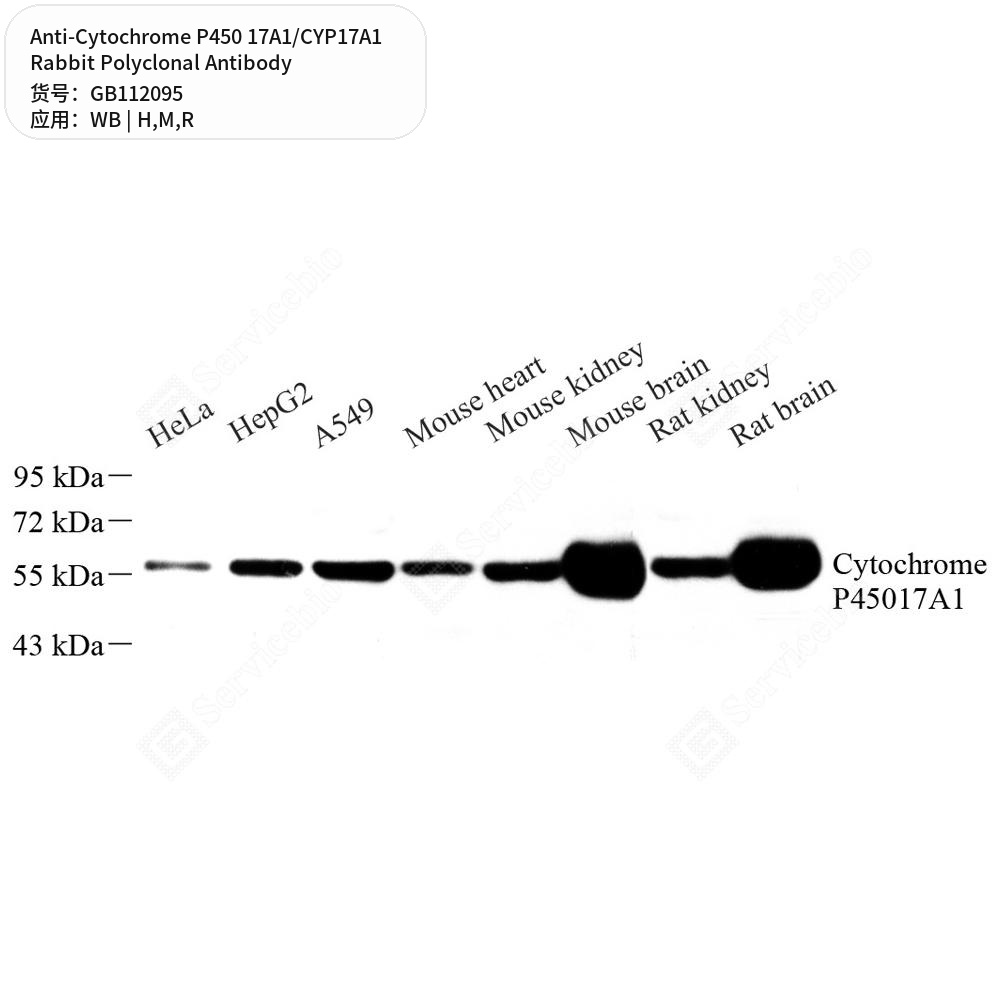 Антитела первичные, поликл. кролика к Cytochrome P450 17A1/CYP17A1 крысы, мыши, человека, 100 мкл