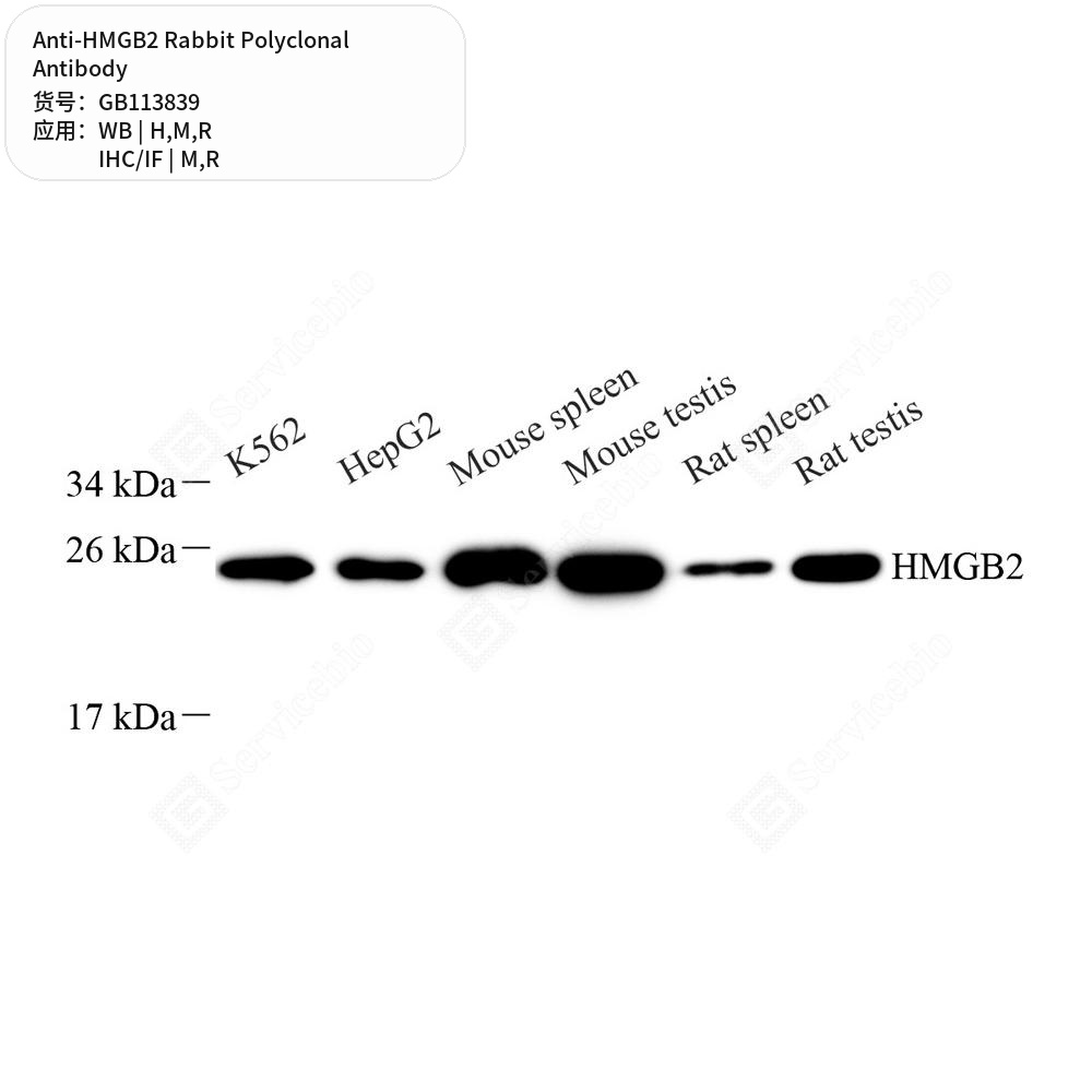 Антитела первичные, поликлональные кролика к HMGB2 крысы, мыши, человека, 100 мкл