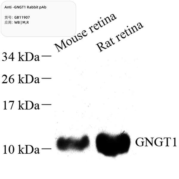 Антитела первичные, поликлональные, GNGT1, 100 мкл