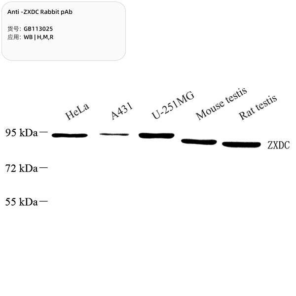Антитела первичные, поликлональные, ZXDC, 100 мкл