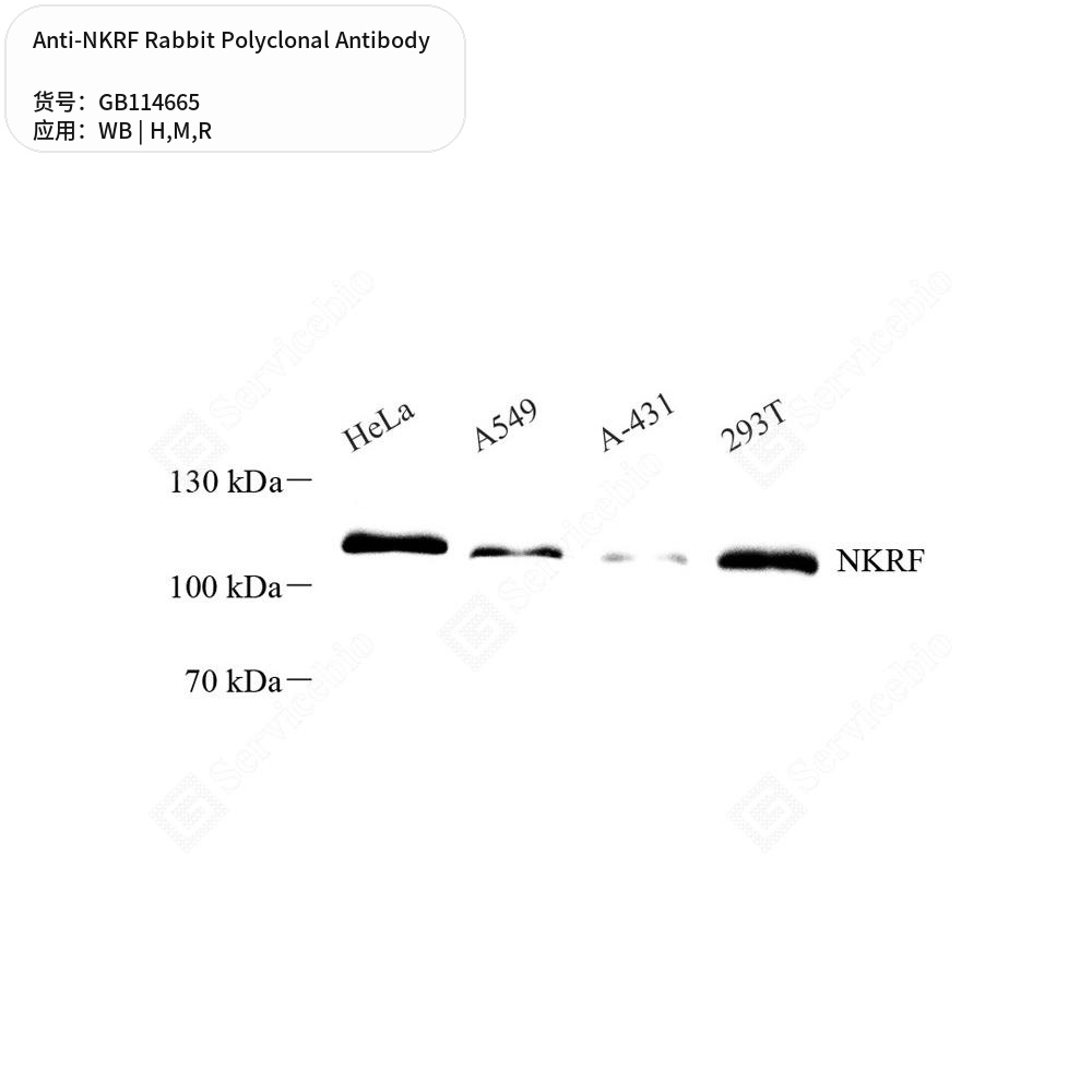 Антитела первичные, поликлональные кролика к NKRF крысы, мыши, человека, 50 мкл