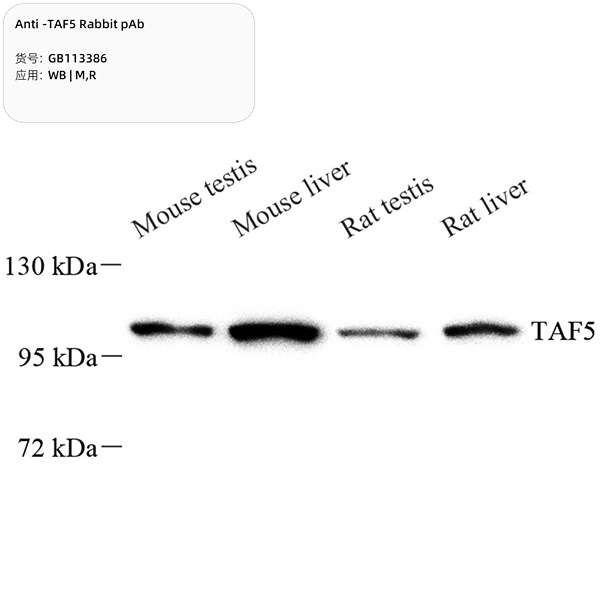 Антитела первичные, поликлональные, TAF5, 100 мкл