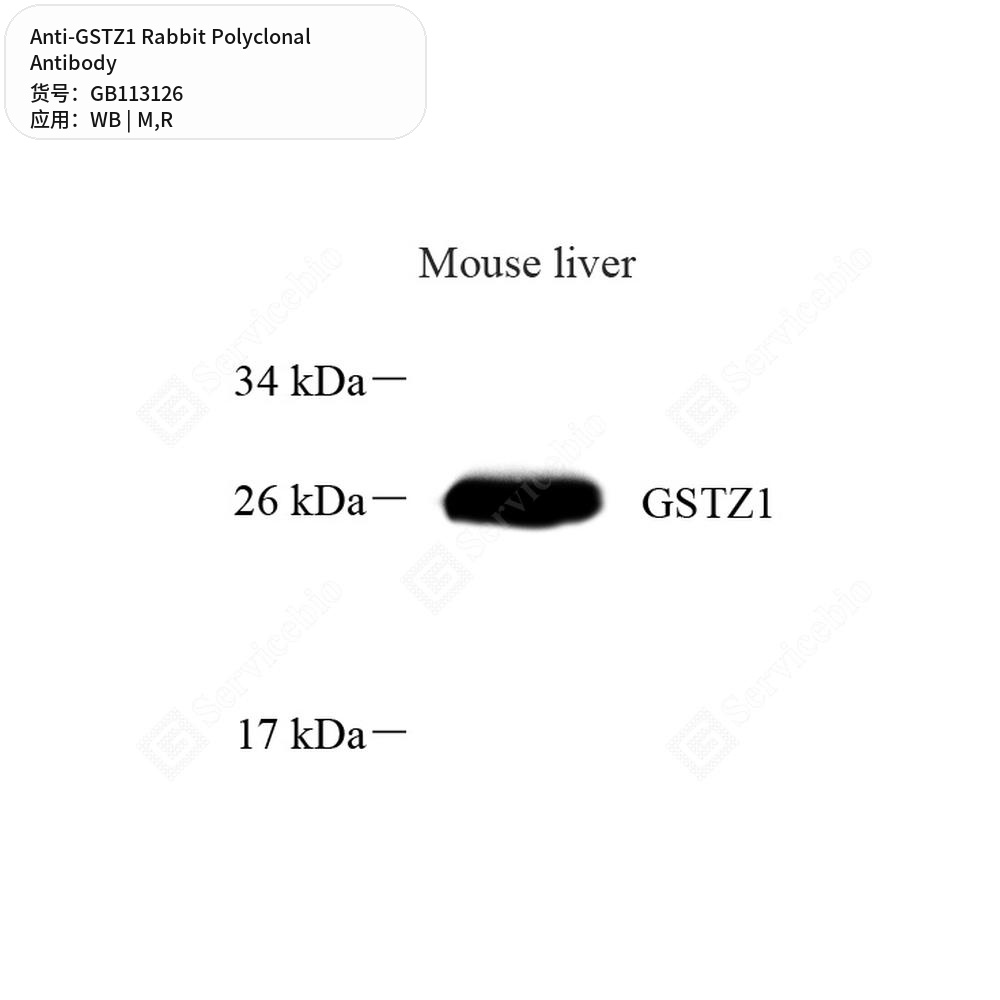 Антитела первичные, поликлональные кролика к GSTZ1 крысы, мыши, 50 мкл