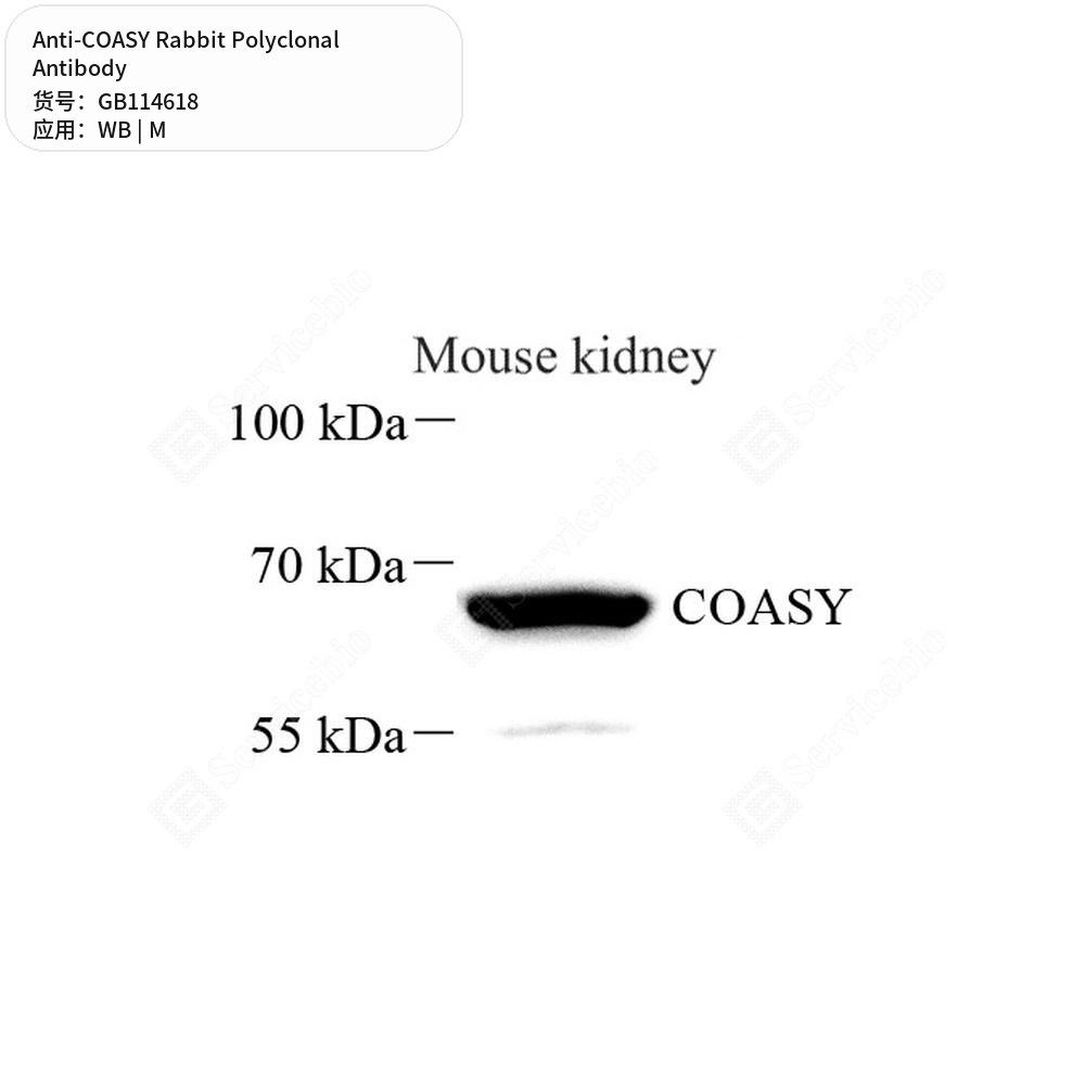Антитела первичные, поликлональные кролика к COASY мыши, 50 мкл