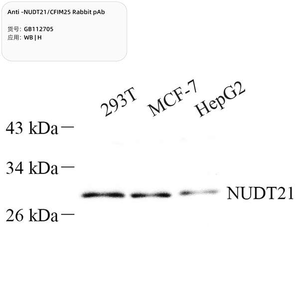 Антитела первичные, поликлональные, NUDT21/CFIM25, 100 мкл