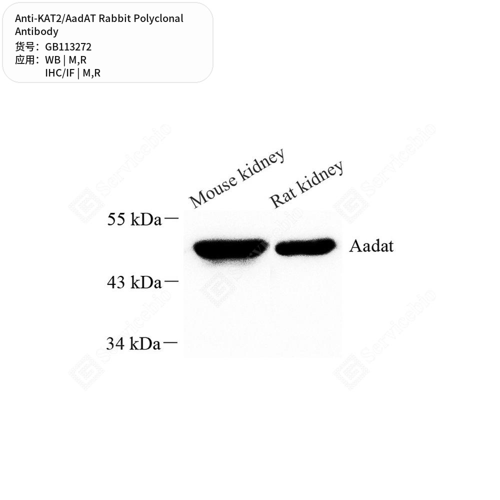 Антитела первичные, поликлональные кролика к KAT2/AadAT крысы, мыши, 100 мкл