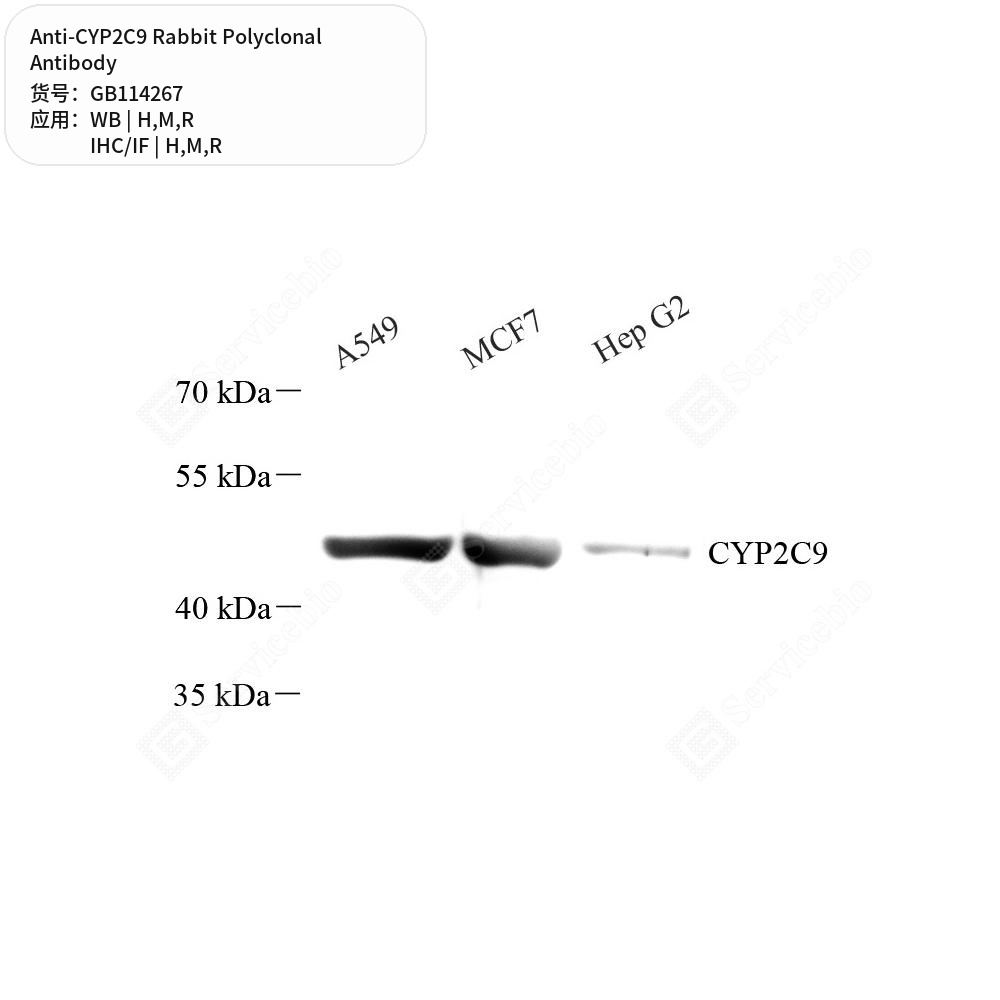 Антитела первичные, поликлональные кролика к CYP2C9 крысы, мыши, человека, 100 мкл