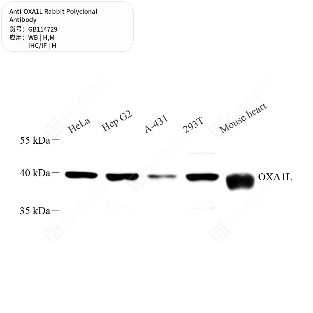 Антитела первичные, поликлональные кролика к OXA1L мыши, человека, 100 мкл