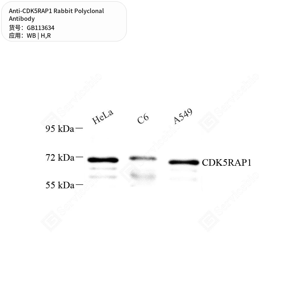 Антитела первичные, поликлональные кролика к CDK5RAP1 крысы, человека, 50 мкл