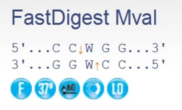 Эндонуклеаза рестрикции ускоренного гидролиза FastDigest MvaI, 200 реакций