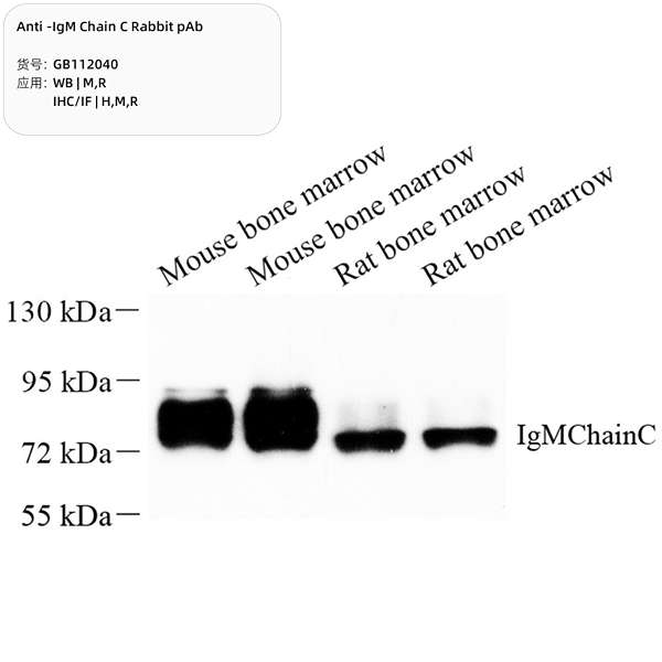 Антитела первичные, поликлональные, IgM Chain C, 100 мкл