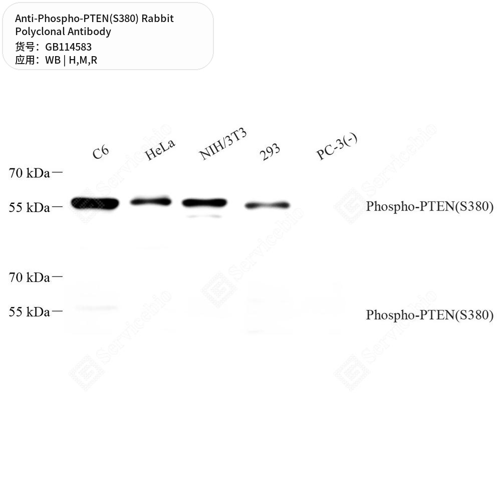 Антитела первичные, поликлональные кролика к Phospho-PTEN(S380) крысы, мыши, человека, 50 мкл