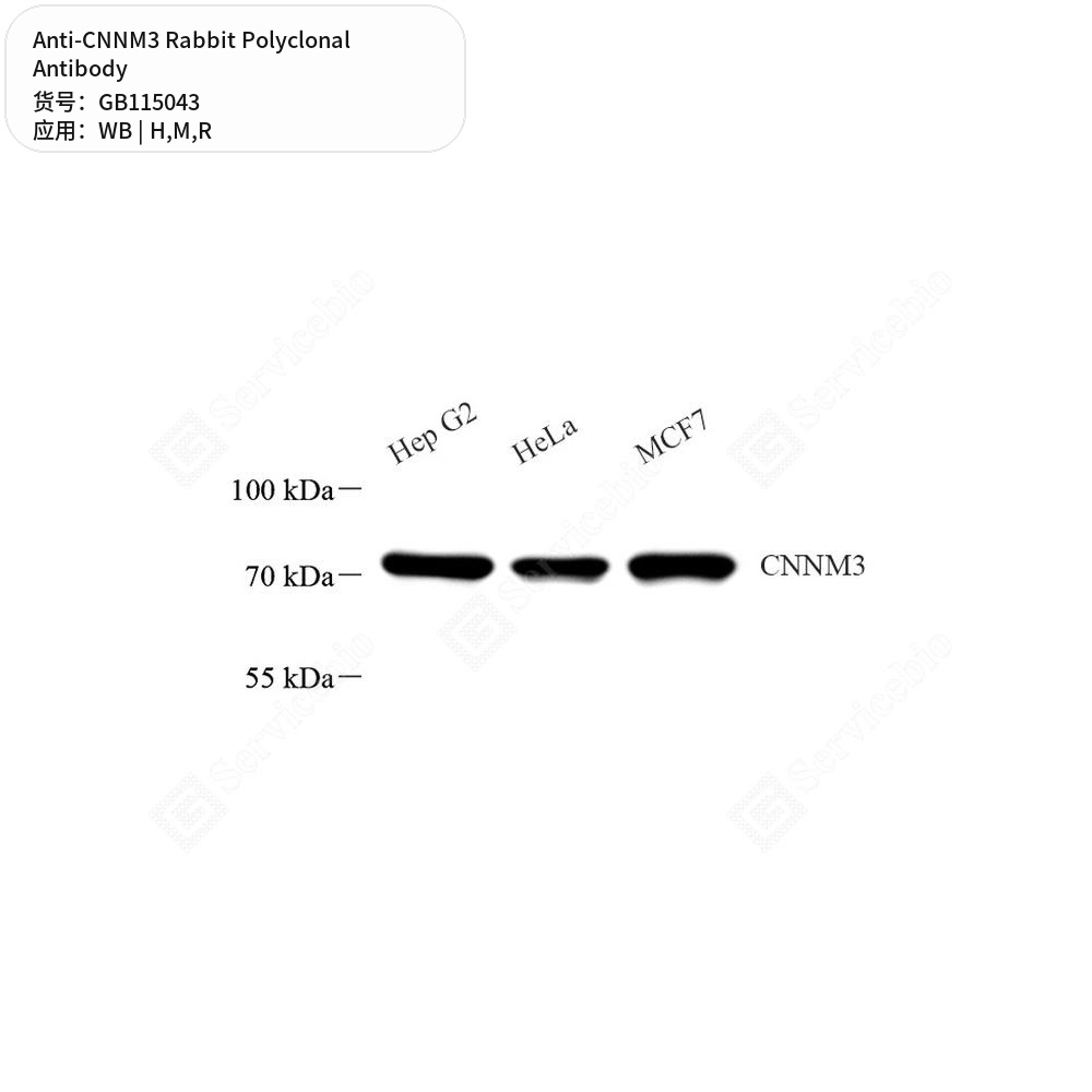 Антитела первичные, поликлональные кролика к CNNM3 крысы, мыши, человека, 50 мкл