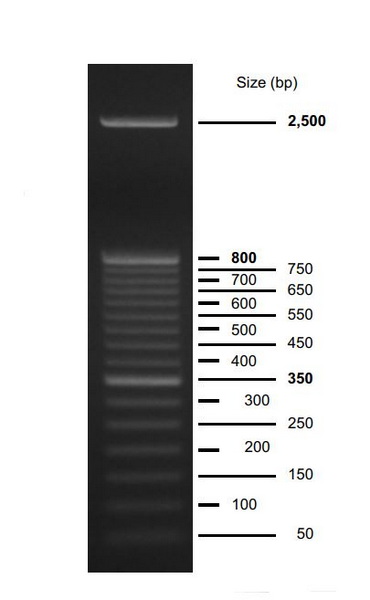 Маркеры молекулярной массы ДНК, 50-2500 п.о., 50 DNA Ladder (17 фрагментов), 50 мкг