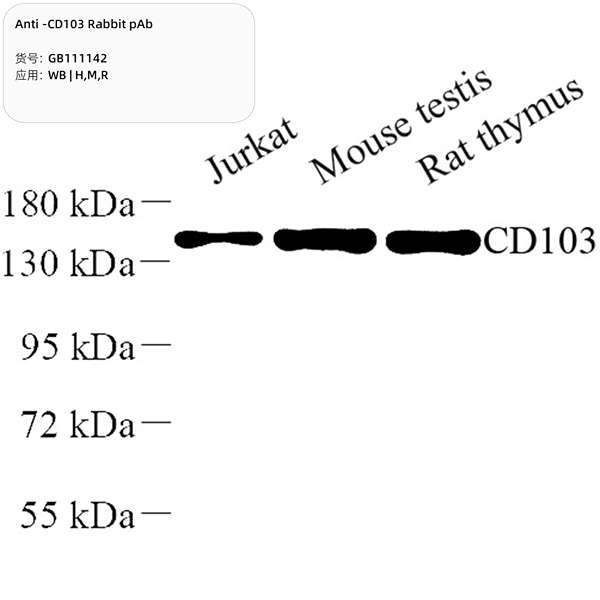 Антитела первичные, поликлональные, CD103, 100 мкл