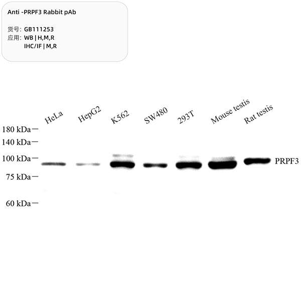 Антитела первичные, поликлональные, PRPF3, 100 мкл