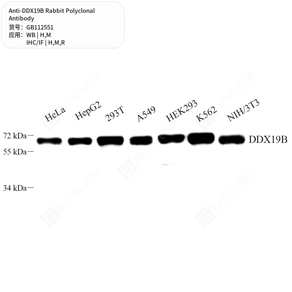 Антитела первичные, поликлональные кролика к DDX19B крысы, мыши, человека, 100 мкл