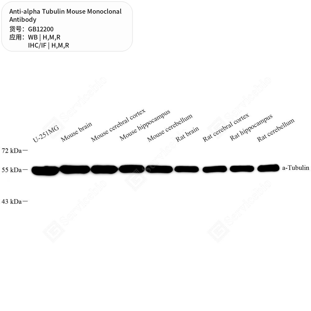 Антитела первичные, моноклональные мыши к alpha Tubulin крысы, мыши, человека, 50 мкл