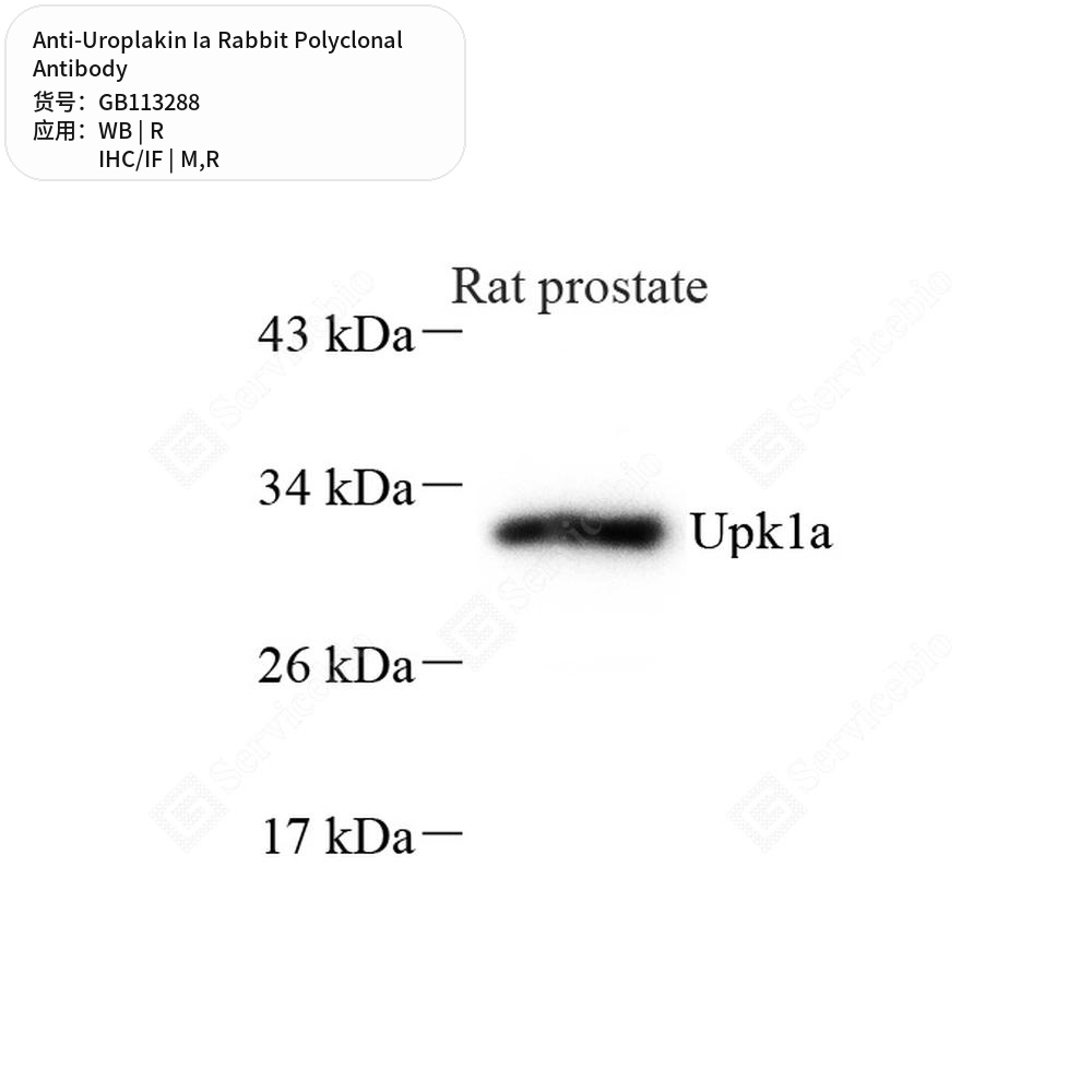 Антитела первичные, поликлональные кролика к Uroplakin Ia крысы, мыши, 100 мкл