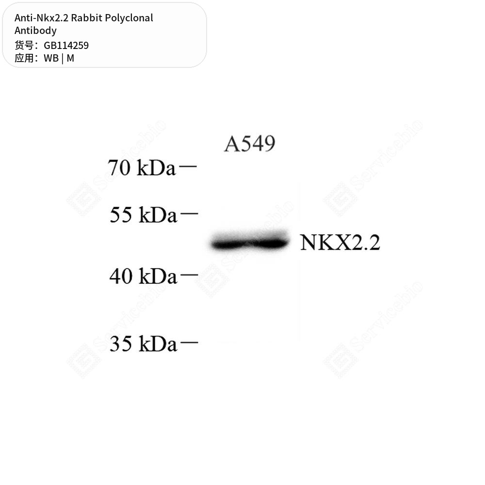 Антитела первичные, поликлональные кролика к Nkx2.2 мыши, 50 мкл