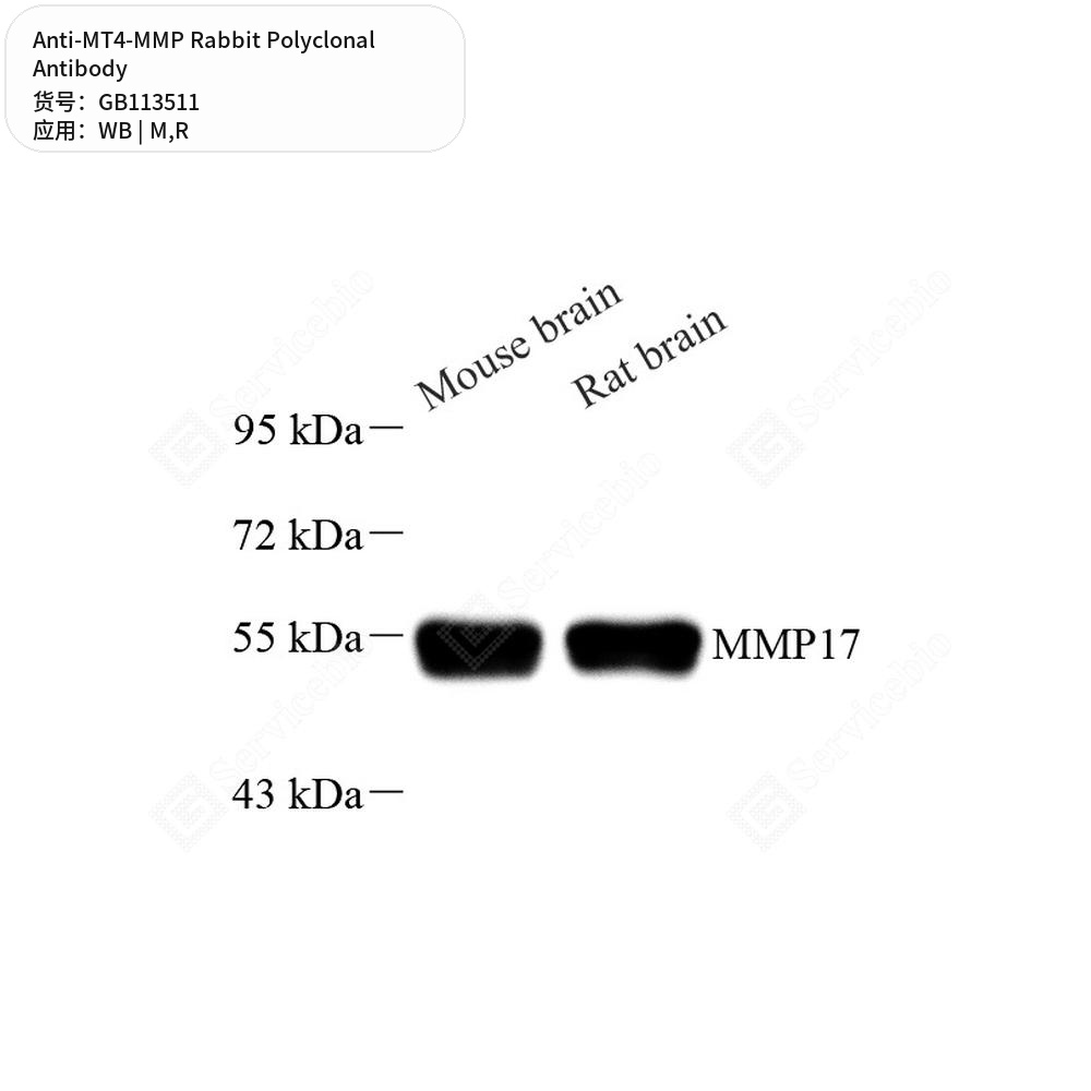 Антитела первичные, поликлональные кролика к MT4-MMP крысы, мыши, 100 мкл
