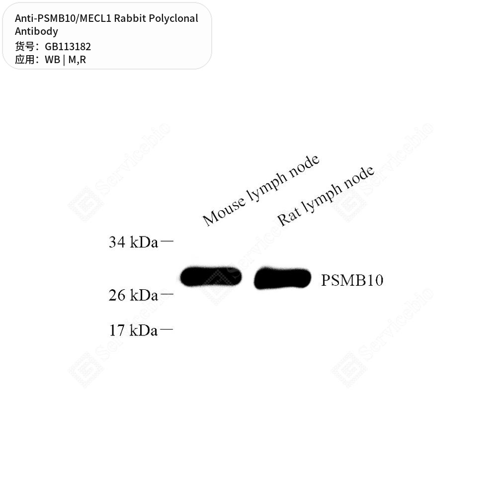 Антитела первичные, поликлональные кролика к PSMB10/MECL1 крысы, мыши, 100 мкл