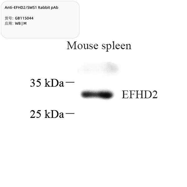 Антитела первичные, поликлональные, EFHD2/SWS1, 100 мкл