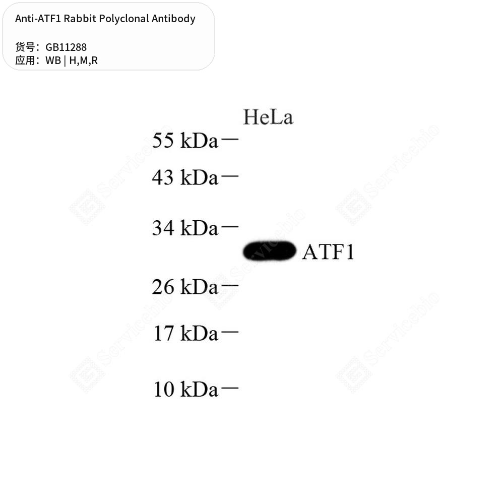 Антитела первичные, поликлональные кролика к ATF1 крысы, мыши, человека, 100 мкл