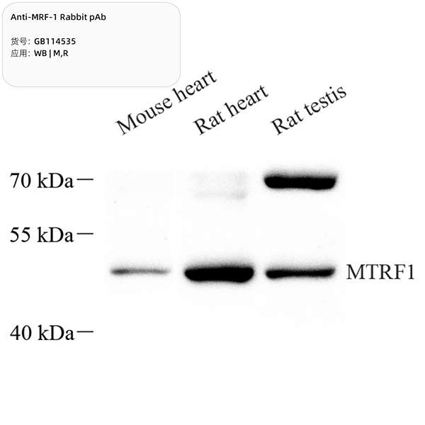 Антитела первичные, поликлональные, MRF-1, 100 мкл