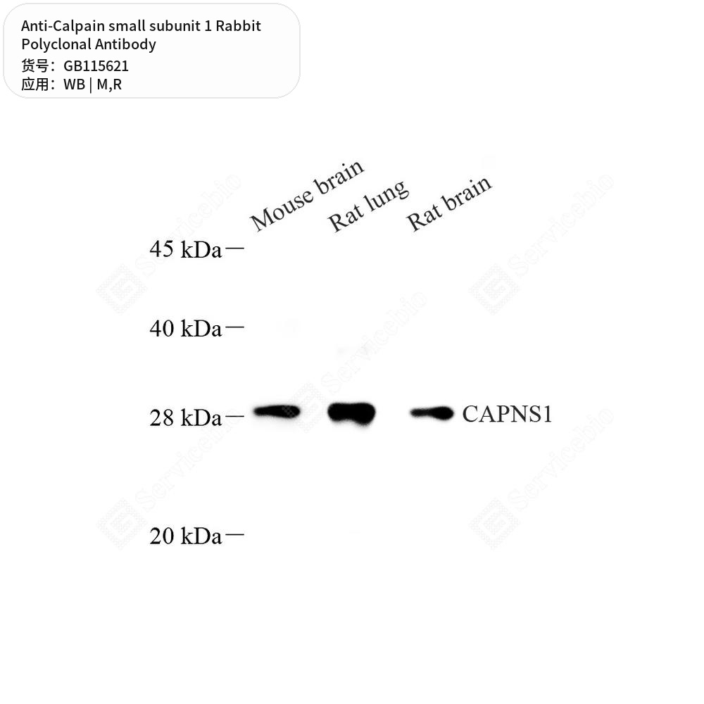Антитела первичные, поликлональные кролика к Calpain small subunit 1 крысы, мыши, 50 мкл
