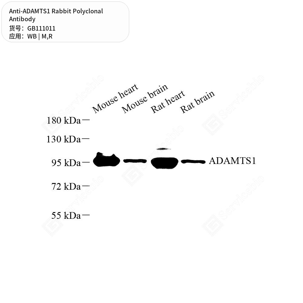 Антитела первичные, поликлональные кролика к ADAMTS1 крысы, мыши, 100 мкл