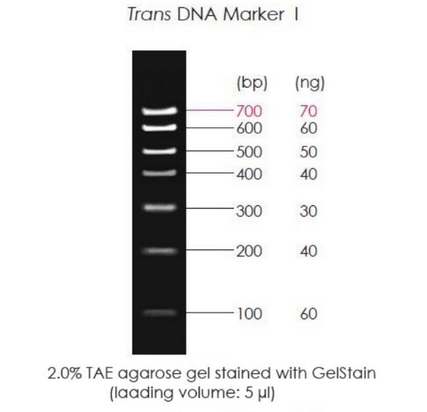 Маркеры молекулярной массы ДНК, 100-700 п.о., Trans DNA Marker I, гот. к использ., 500 мкл