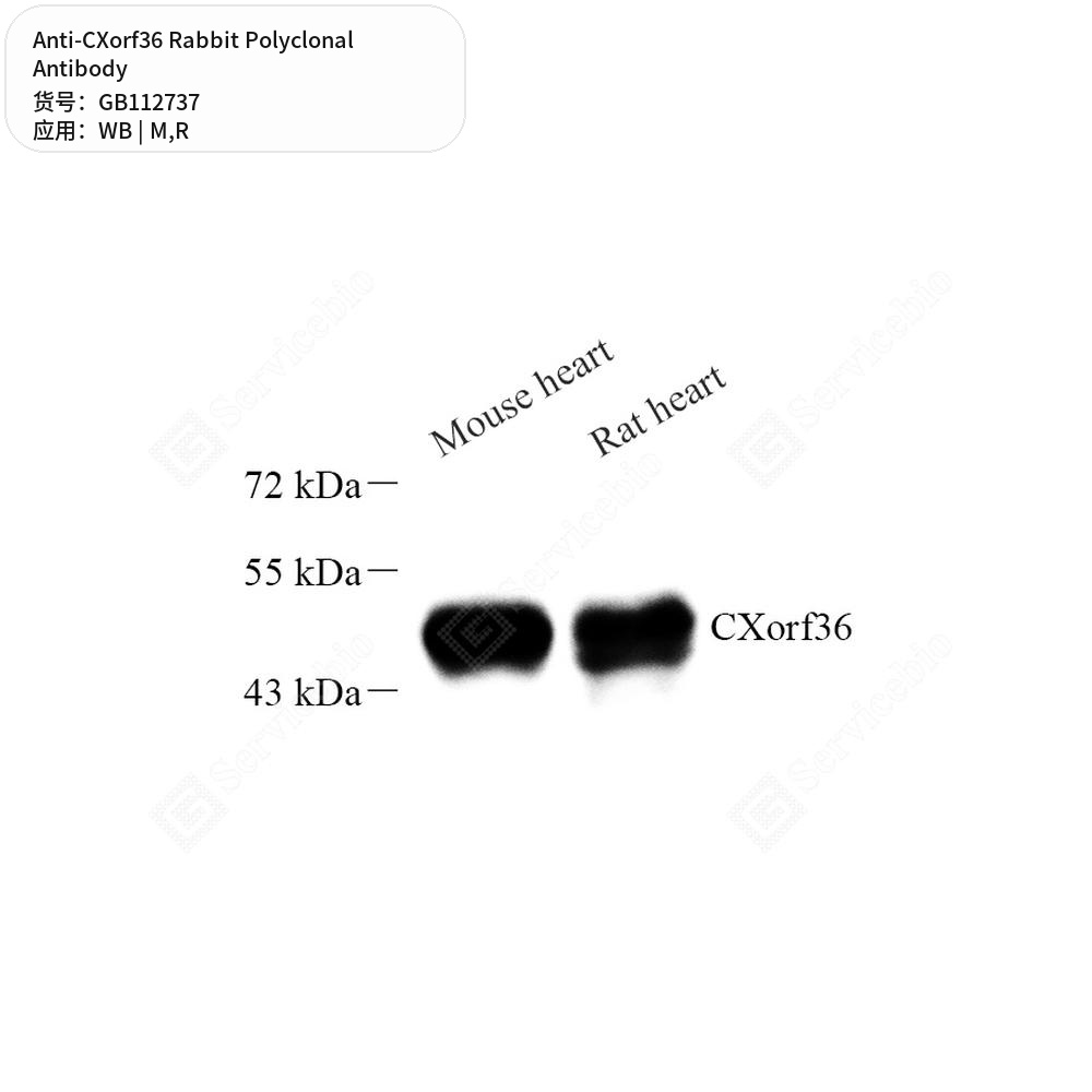 Антитела первичные, поликлональные кролика к CXorf36 крысы, мыши, 100 мкл