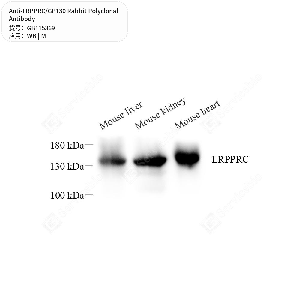 Антитела первичные, поликлональные кролика к LRPPRC/GP130 мыши, 50 мкл