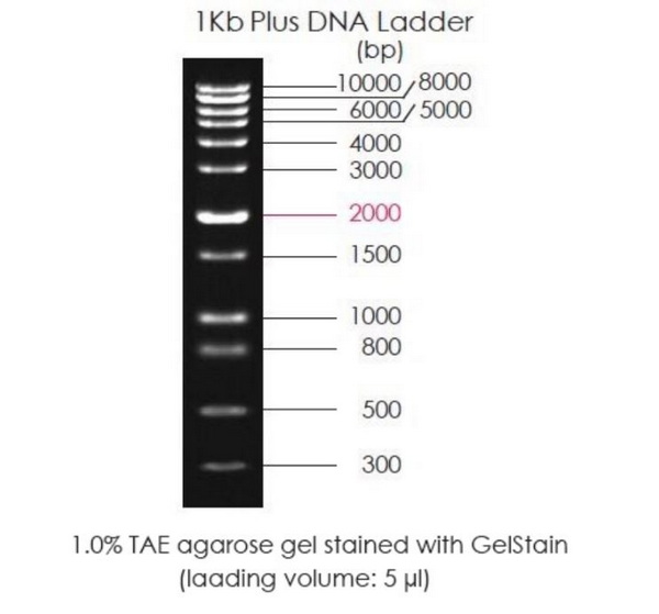 Маркеры молекулярной массы ДНК, 300-10000 п.о., 1 Kb Plus DNA Ladder, готовые к использ., 500 мкл