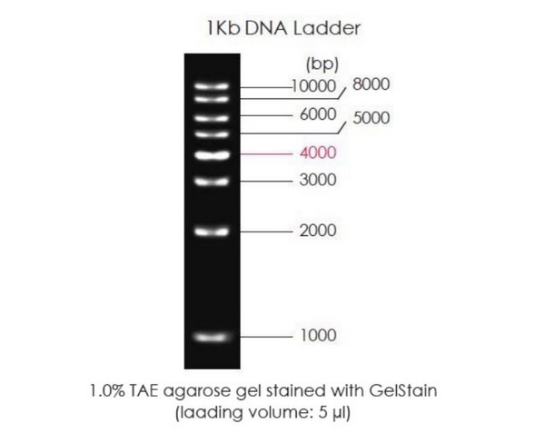 Маркеры молекулярной массы ДНК, 1000-10000 п.о., 1Kb DNA Ladder, готовые к использ., 5 x 500 мкл