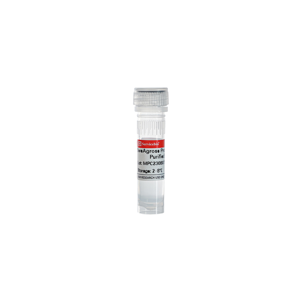 Агарозный гель для очистки антител SweAgarose Protein G, 1 мл