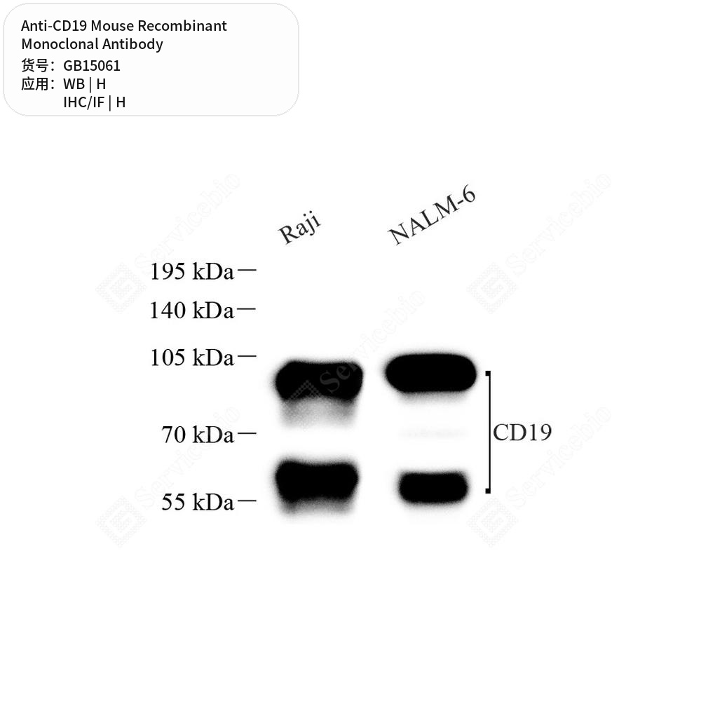 Антитела первичные, моноклональные мыши к CD19 человека, 50 мкл
