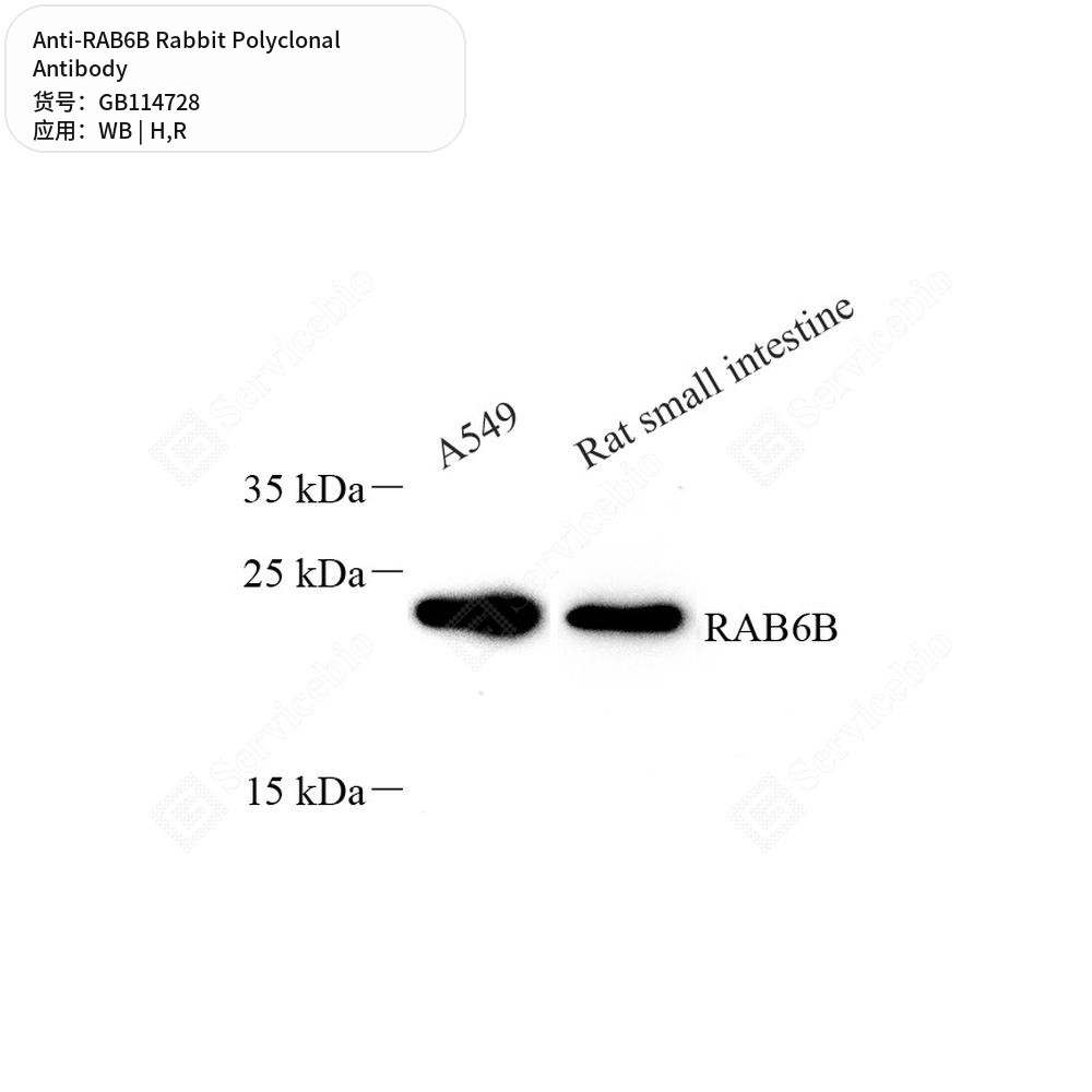 Антитела первичные, поликлональные кролика к RAB6B крысы, человека, 50 мкл