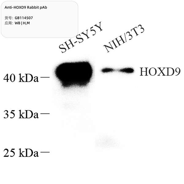 Антитела первичные, поликлональные, HOXD9, 100 мкл