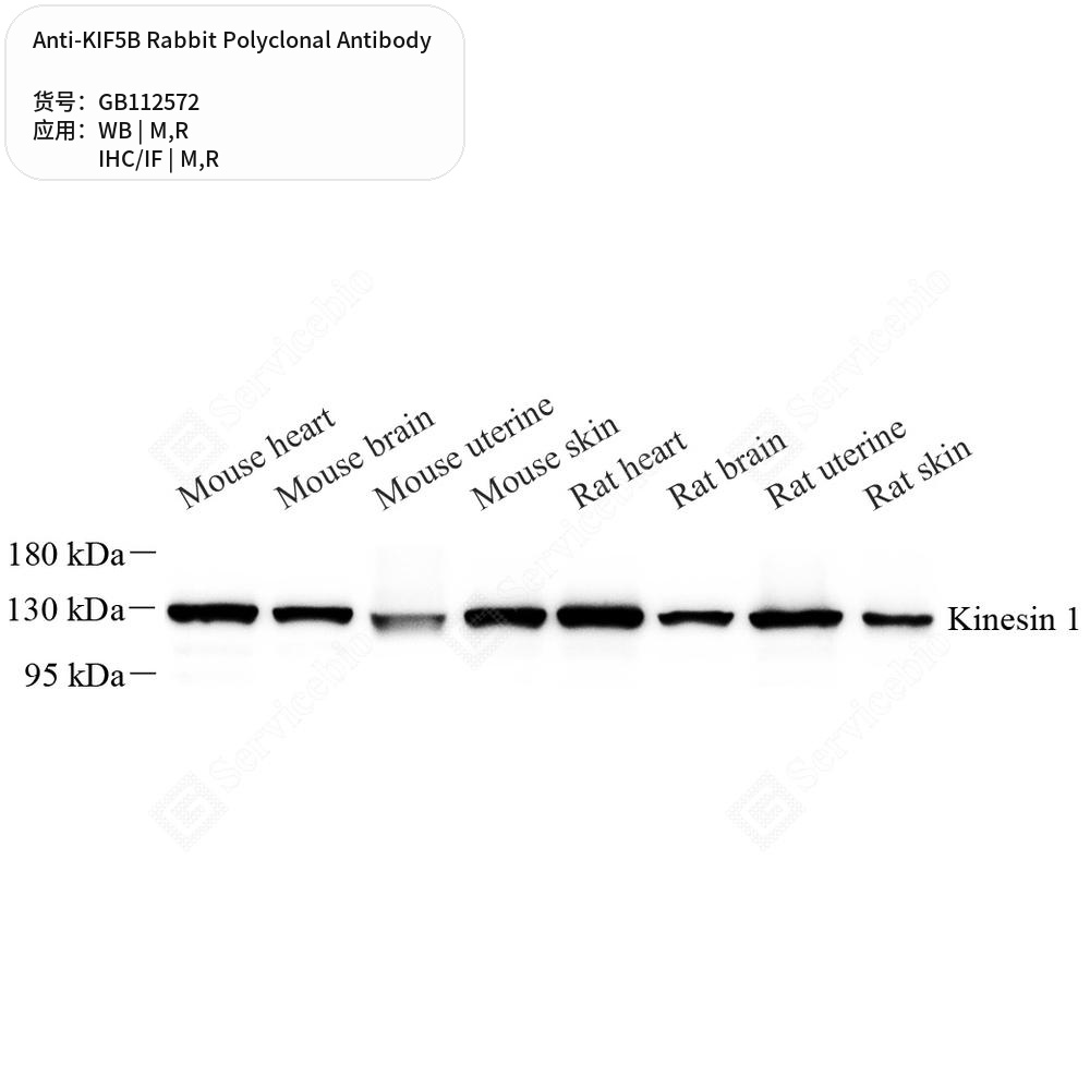 Антитела первичные, поликлональные кролика к KIF5B крысы, мыши, 100 мкл