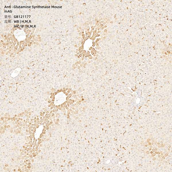 Антитела первичные, моноклональные, Glutamine Synthetase, 100 мкл